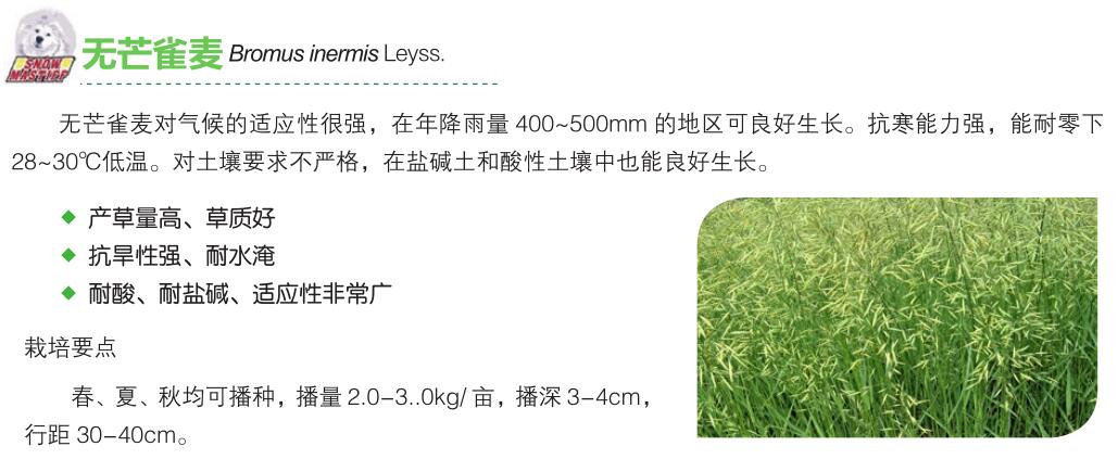 无芒雀麦.jpg